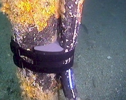 Flexible Cables Clamped Subsea using Band & Saddles
